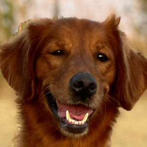 jasara golden retrievers sugar girls page