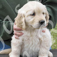 Jasara Golden Retrievers Puppy Teddy