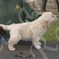Jasara Golden Retrievers Puppy Teddy