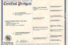 Jasara Golden Retrievers Teddy's Pedigree