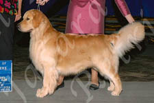 Jasara Golden Retrievers Teddy best of winners