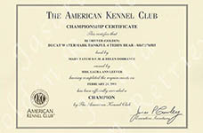 Jasara Golden Retrievers Teddy's AKC Champion Certificate