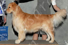 Jasara Golden Retrievers Teddy first major win