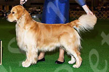 Jasara Golden Retrievers Teddy New Champion