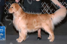 Jasara Golden Retrievers Teddy North Lake win