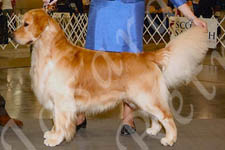 Jasara Golden Retrievers Teddy Oklahoma win