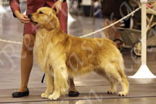 Jasara Golden Retrievers Teddy