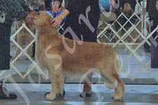 Jasara Golden Retrievers Teddy