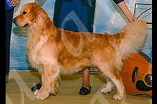 Jasara Golden Retrievers Teddy austin grc specialty