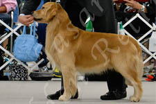Jasara Golden Retrievers Teddy