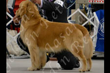 Jasara Golden Retrievers Teddy