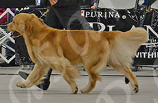 Jasara Golden Retrievers Teddy