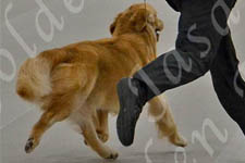 Jasara Golden Retrievers Teddy