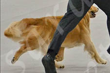 Jasara Golden Retrievers Teddy