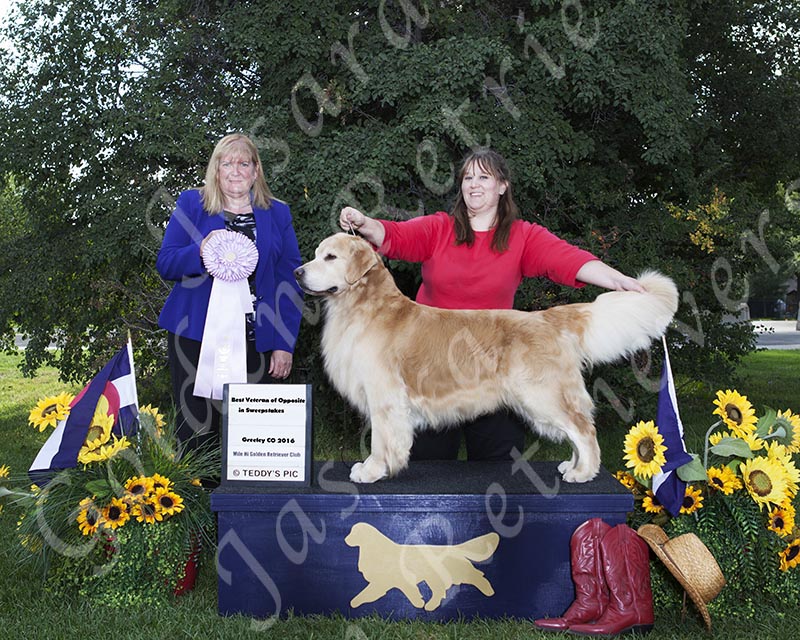 Jasara Golden Retrievers CH Ducat Watermark Thnkful 4 Teddy Bear, Teddy