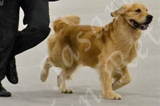 Jasara Golden Retrievers Teddy