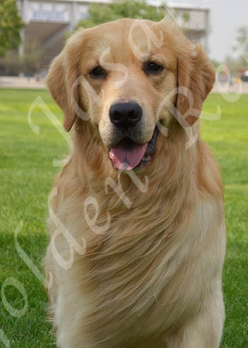 Head shot of Jasara Golden Retrievers CH Ducat Watermark Thnkful 4 Teddy Bear, Teddy