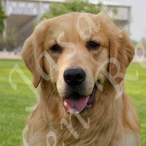jasara golden retrievers teddy