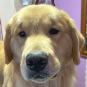 Jasara Golden Retrievers ViKing