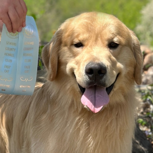 Jasara Golden Retrievers ViKing