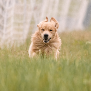 Jasara Golden Retrievers ViKing
