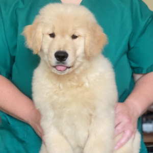 Jasara Golden Retrievers ViKing