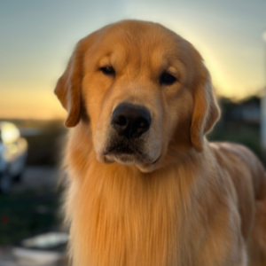 Jasara Golden Retrievers ViKing