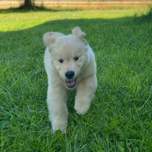 Jasara Golden Retrievers ViKing