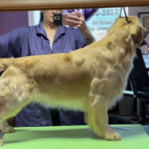 Jasara Golden Retrievers ViKing