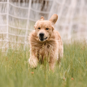 Jasara Golden Retrievers ViKing