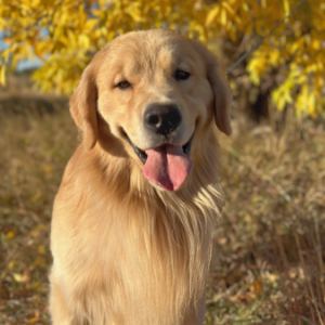 Jasara Golden Retrievers ViKing