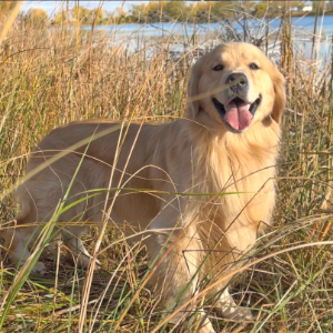 Jasara Golden Retrievers ViKing