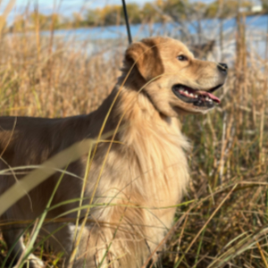 Jasara Golden Retrievers ViKing