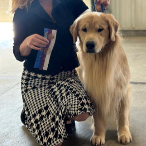Jasara Golden Retrievers ViKing