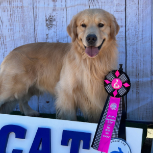 Jasara Golden Retrievers ViKing