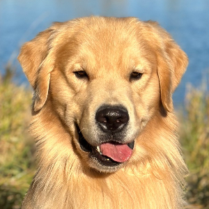 Jasara Golden Retrievers ViKing