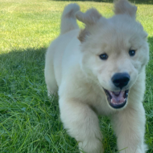 Jasara Golden Retrievers ViKing