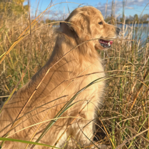 Jasara Golden Retrievers ViKing