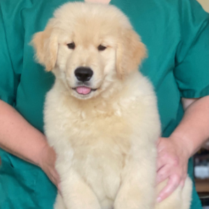 Jasara Golden Retrievers ViKing
