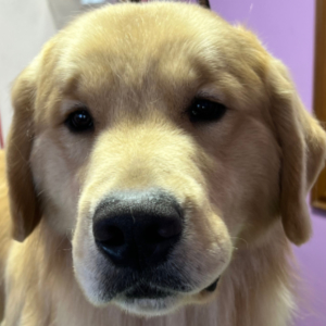 Jasara Golden Retrievers ViKing