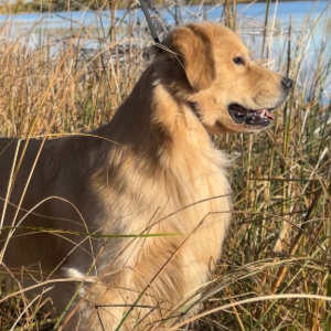 Jasara Golden Retrievers ViKing