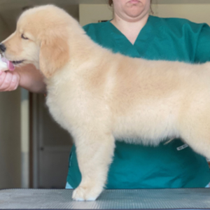 Jasara Golden Retrievers ViKing