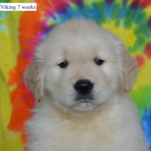 Jasara Golden Retrievers ViKing
