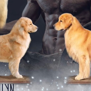 Jasara Golden Retrievers ViKing