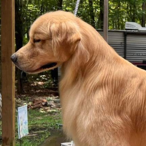 Jasara Golden Retrievers ViKing