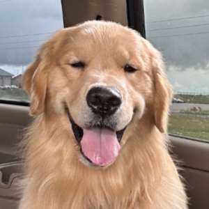 Jasara Golden Retrievers ViKing