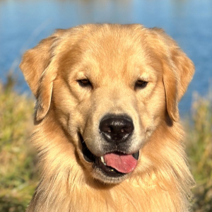 jasara golden retrievers viking