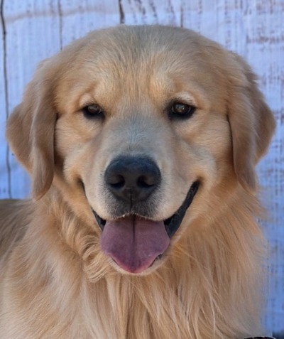 Jasara Golden Retrievers Jasara The Shape Of Destiny BCAT, viking